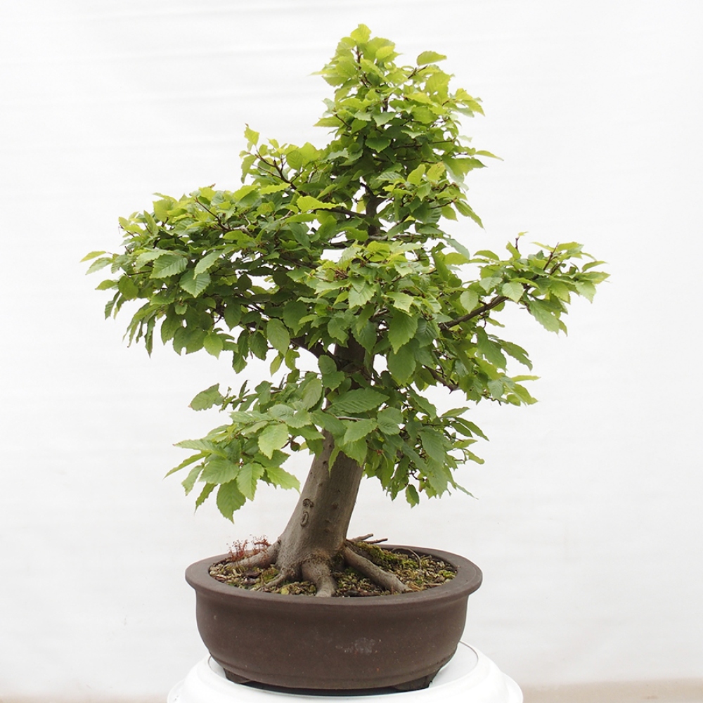 Bonsai da esterno - Carpino - Carpinus betulus