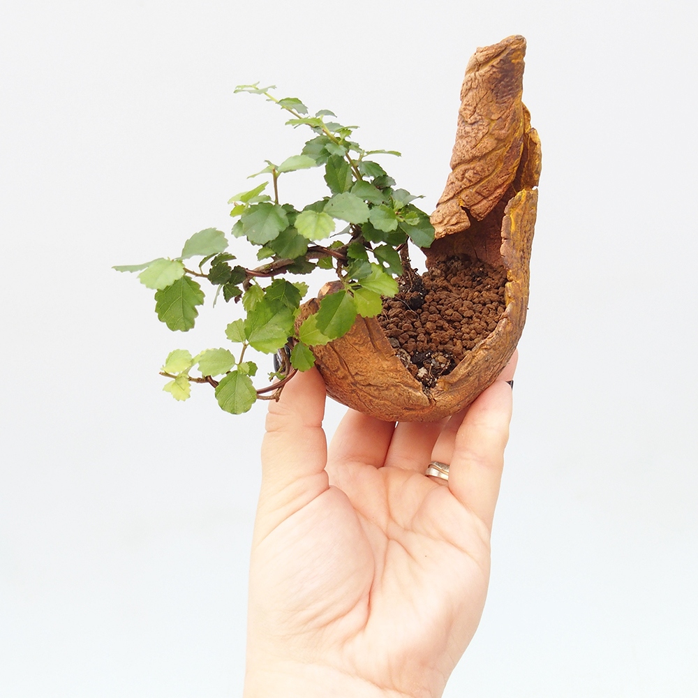 Camera bonsai - Grewia sp. - Grewia malafolia