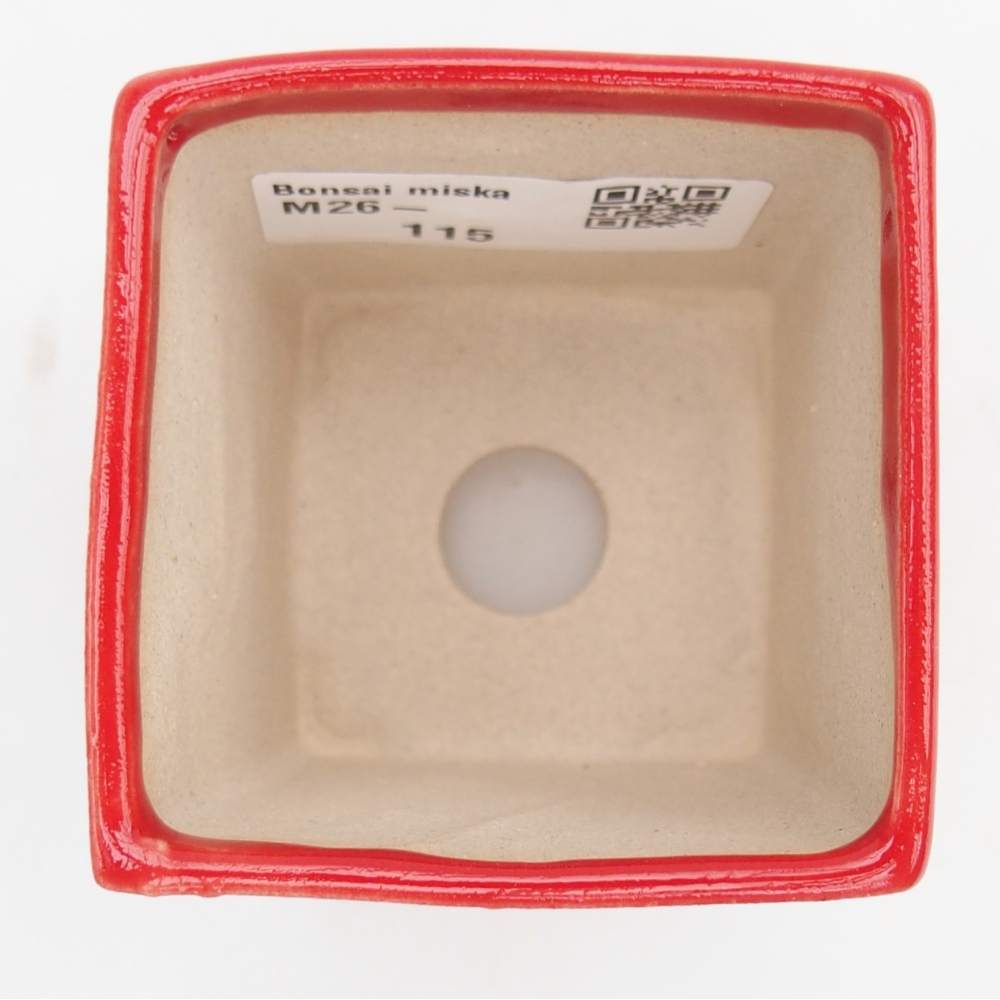 Mini bonsai 5,5 x 5,5 x 6,5 cm, colore rosso