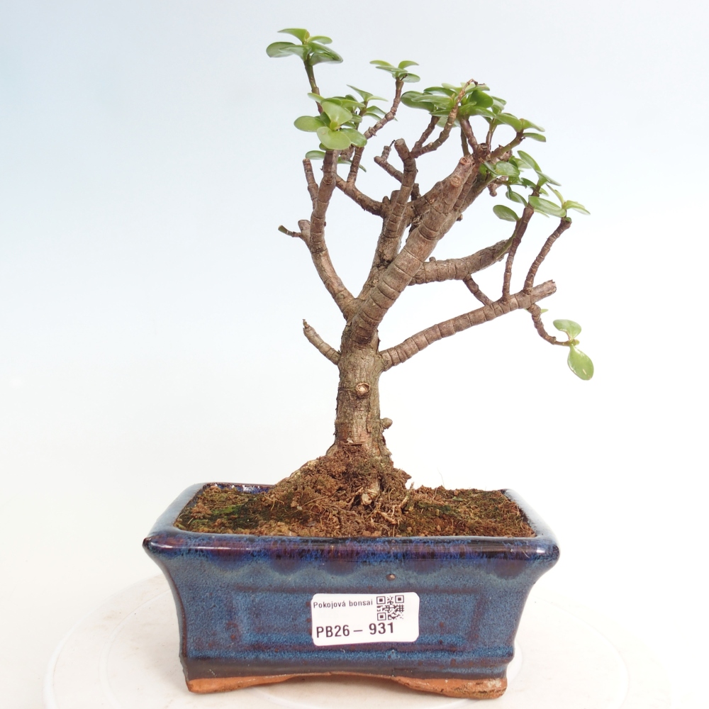 Camera bonsai - Portulakaria Afra - Tlustice