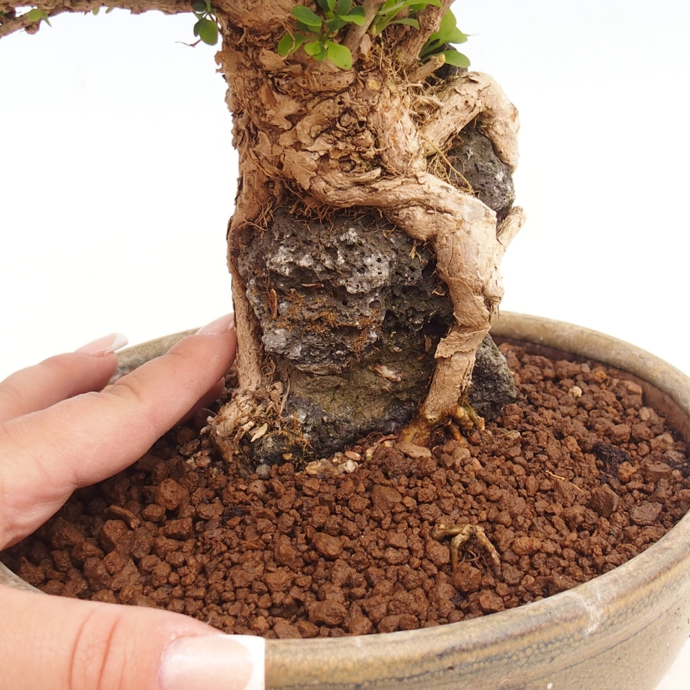 Bonsai da esterno - Berberis coreana