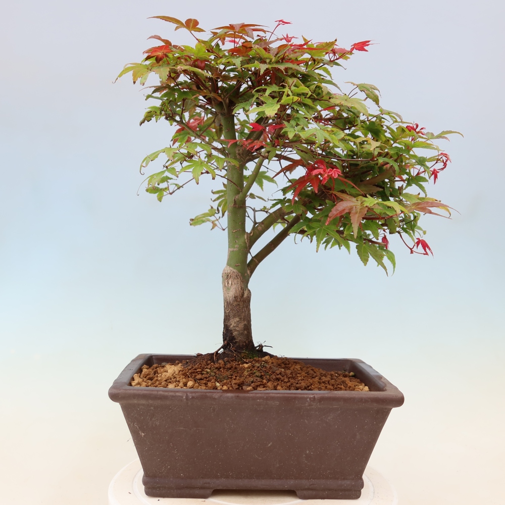 Acero norvegese - Acer palmatum Beni Tsukasa