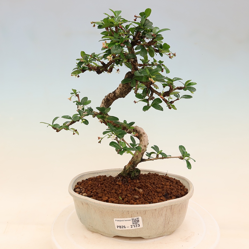 Camera bonsai - Carmona macrophylla - Tea fuki