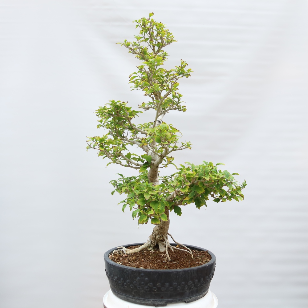 Bonsai da esterno - Hibiscus syriacus - Ibisco siriano