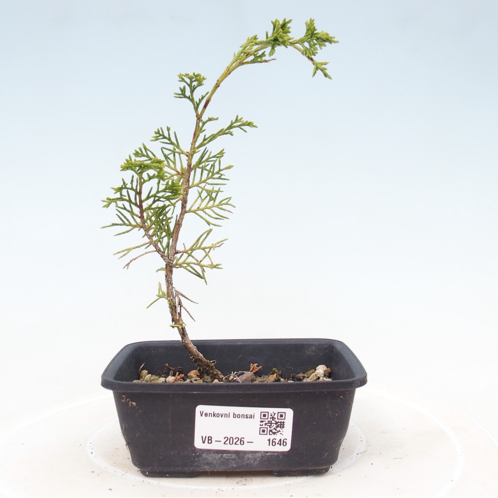 Bonsai da esterno - Juniperus chinensis Itoigawa