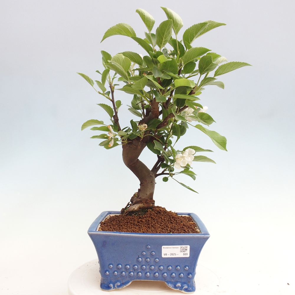 Bonsai da esterno -Malus halliana - Melo a frutto piccolo