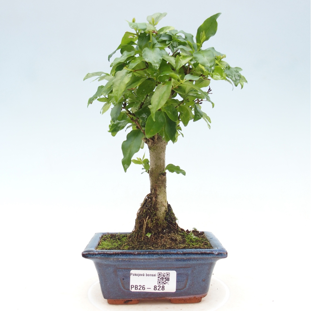 Camera bonsai -Ligustrum chinensis - Becco d'uccello