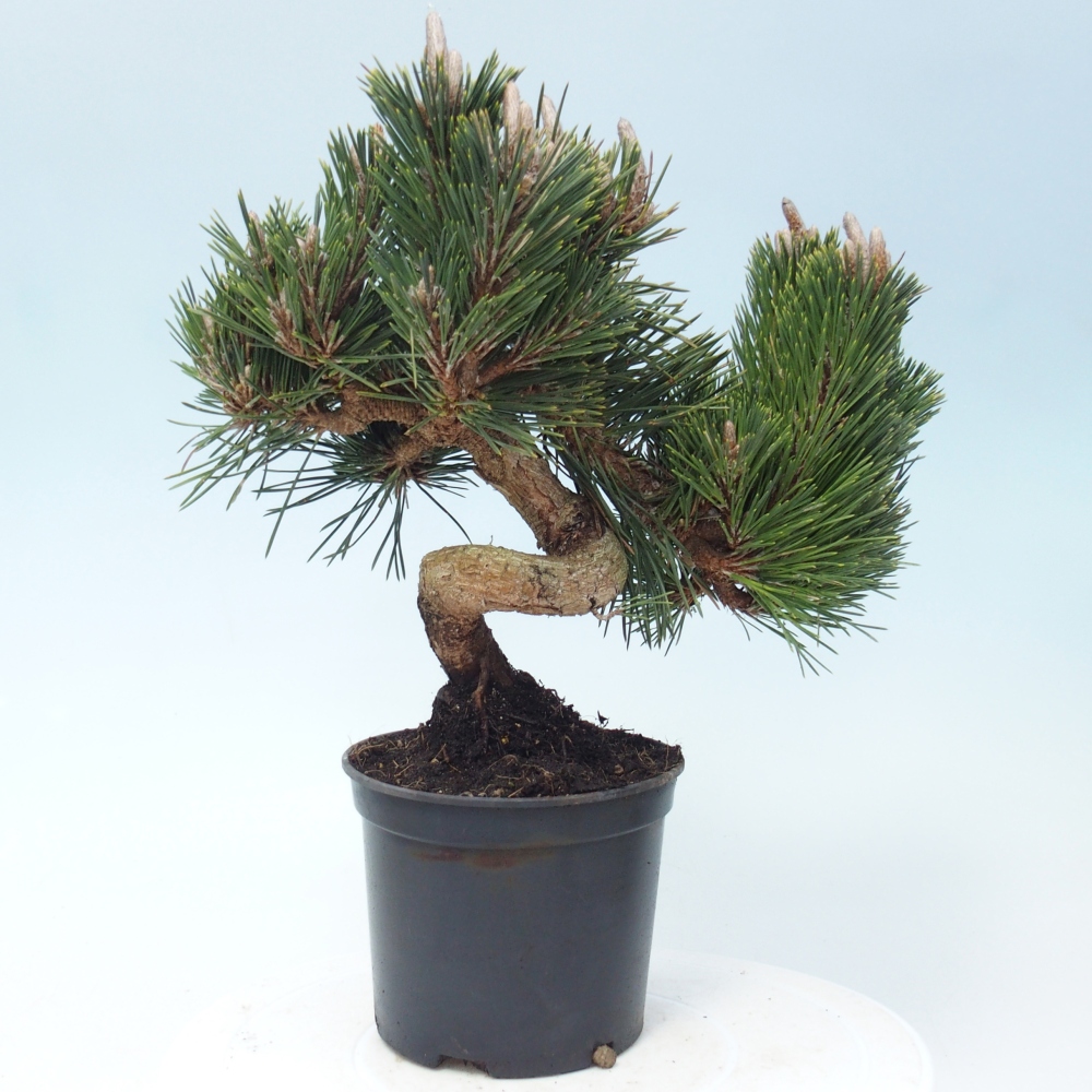 Bonsai da esterno - Pinus thunbergii senjyumaru - Pino di Thunberg