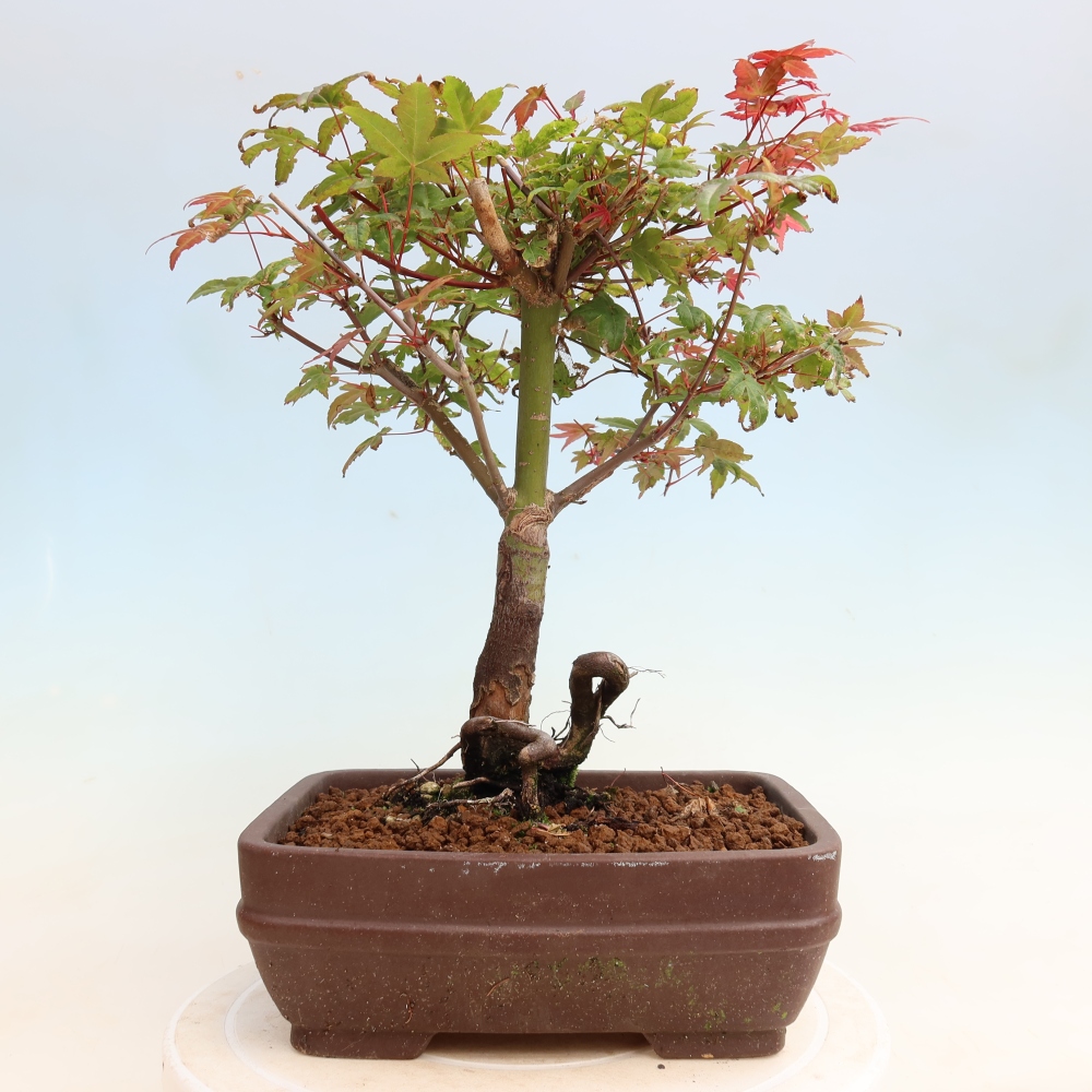 Bonsai da esterno - Acer palmatum DESHOJO