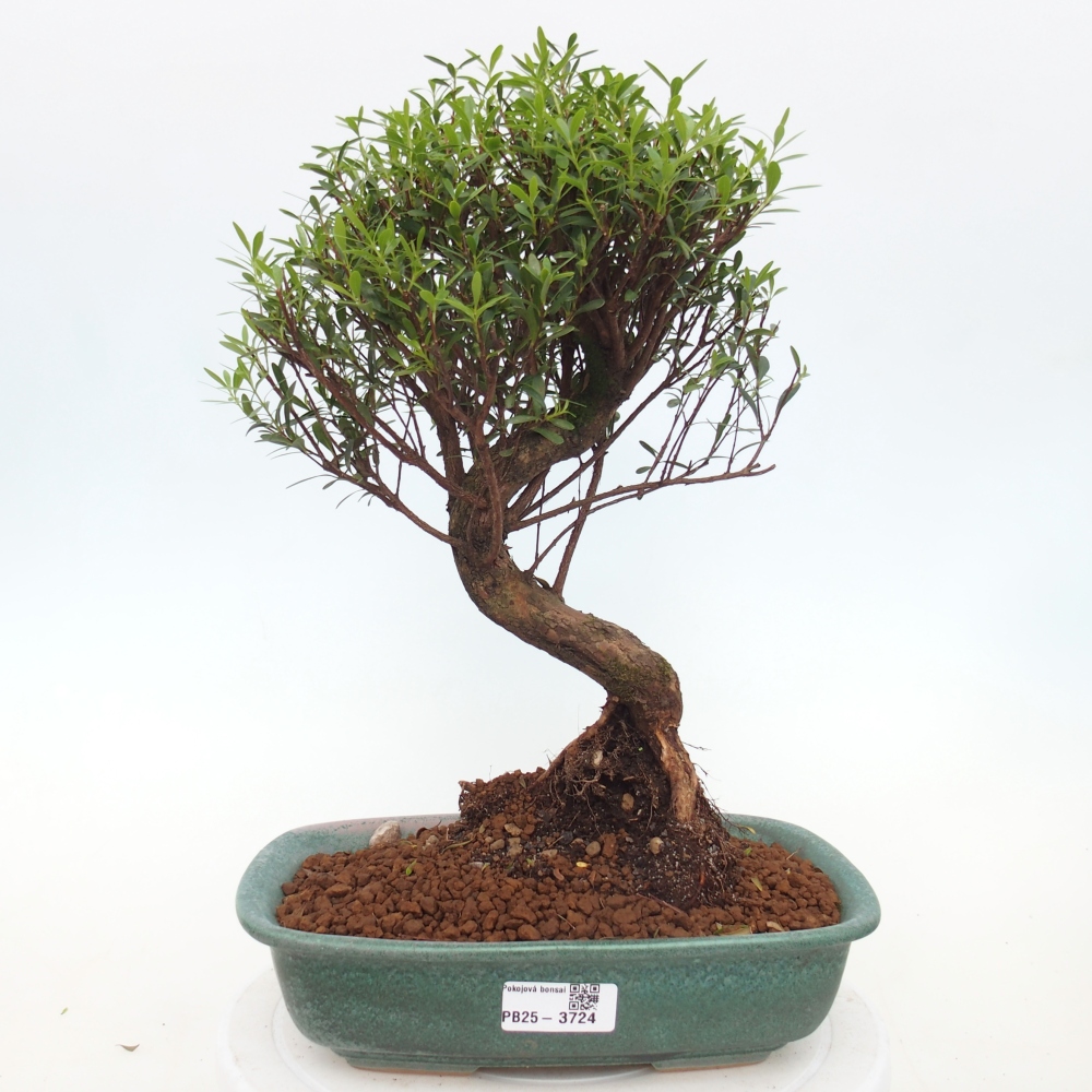 Camera bonsai - Syzygium - Pimento