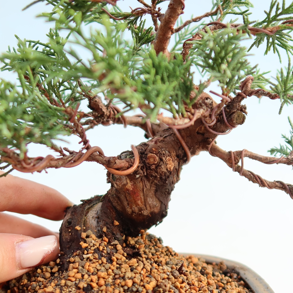 Bonsai da esterno - Juniperus chinensis Itoigawa