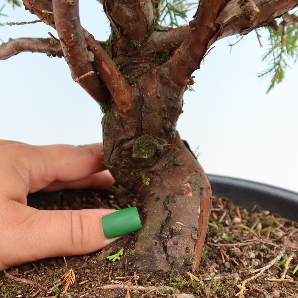 Bonsai da esterno - Juniperus chinensis Itoigawa-Juniperus chinensis