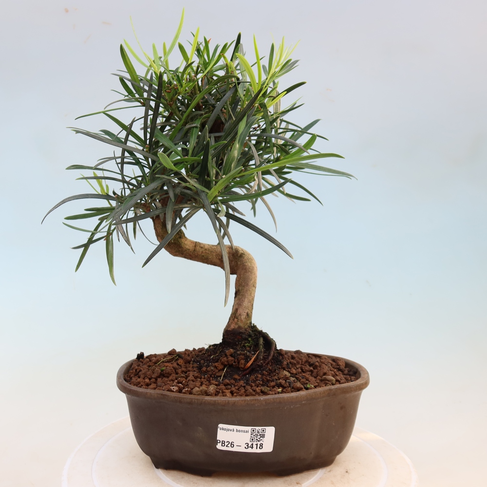 Camera bonsai - Podocarpus - Tasso delle pietre