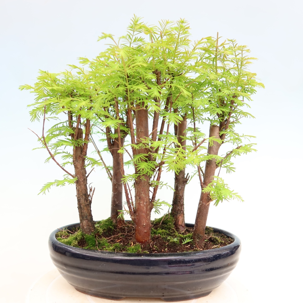 Bonsai da esterno - Metasequoia glyptostroboides - Metasequoia cinese - boschetto