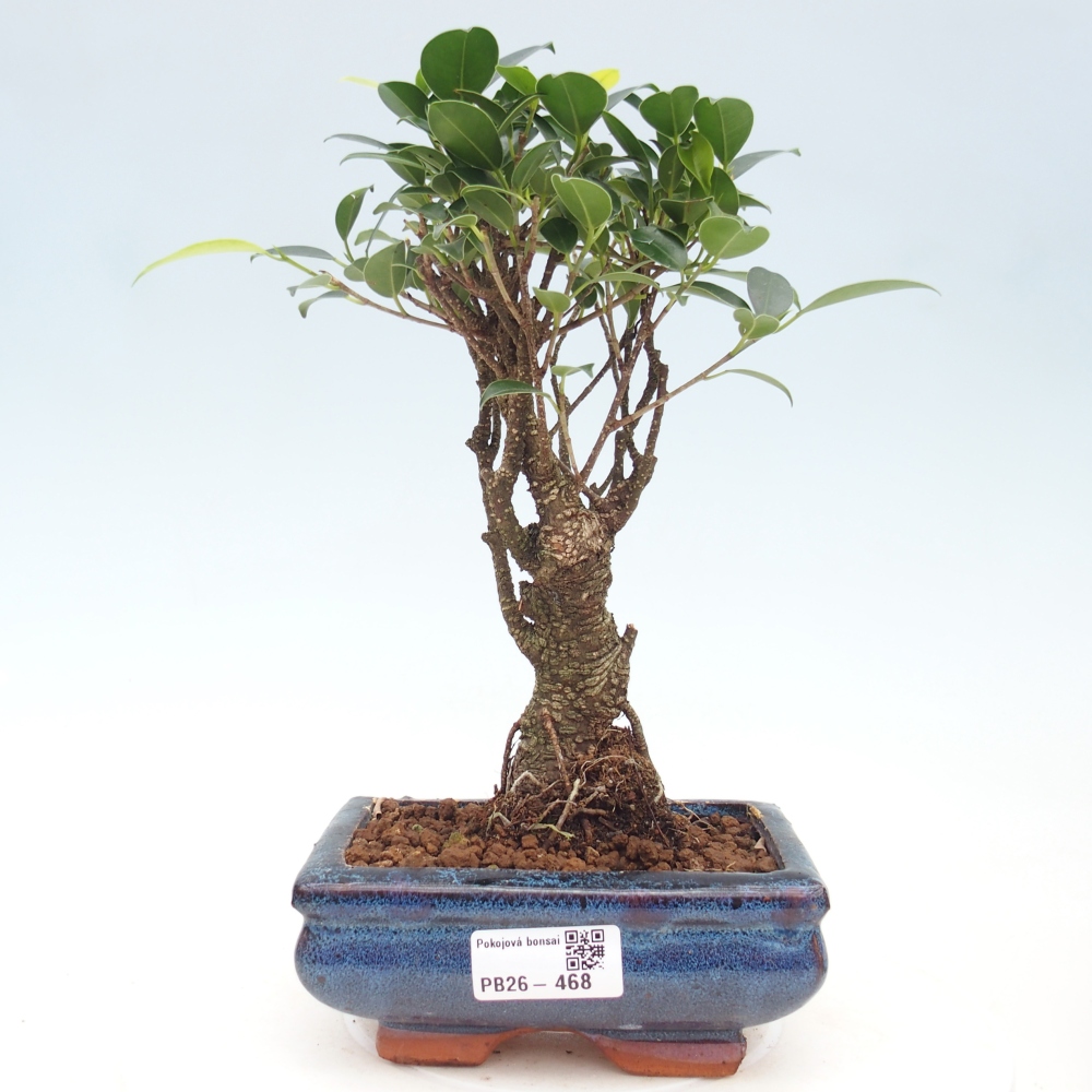 Camera bonsai - Ficus retusa - ficus a foglie piccole