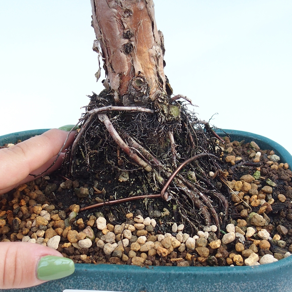 Bonsai da esterno - Juniperus chinensis Kishu