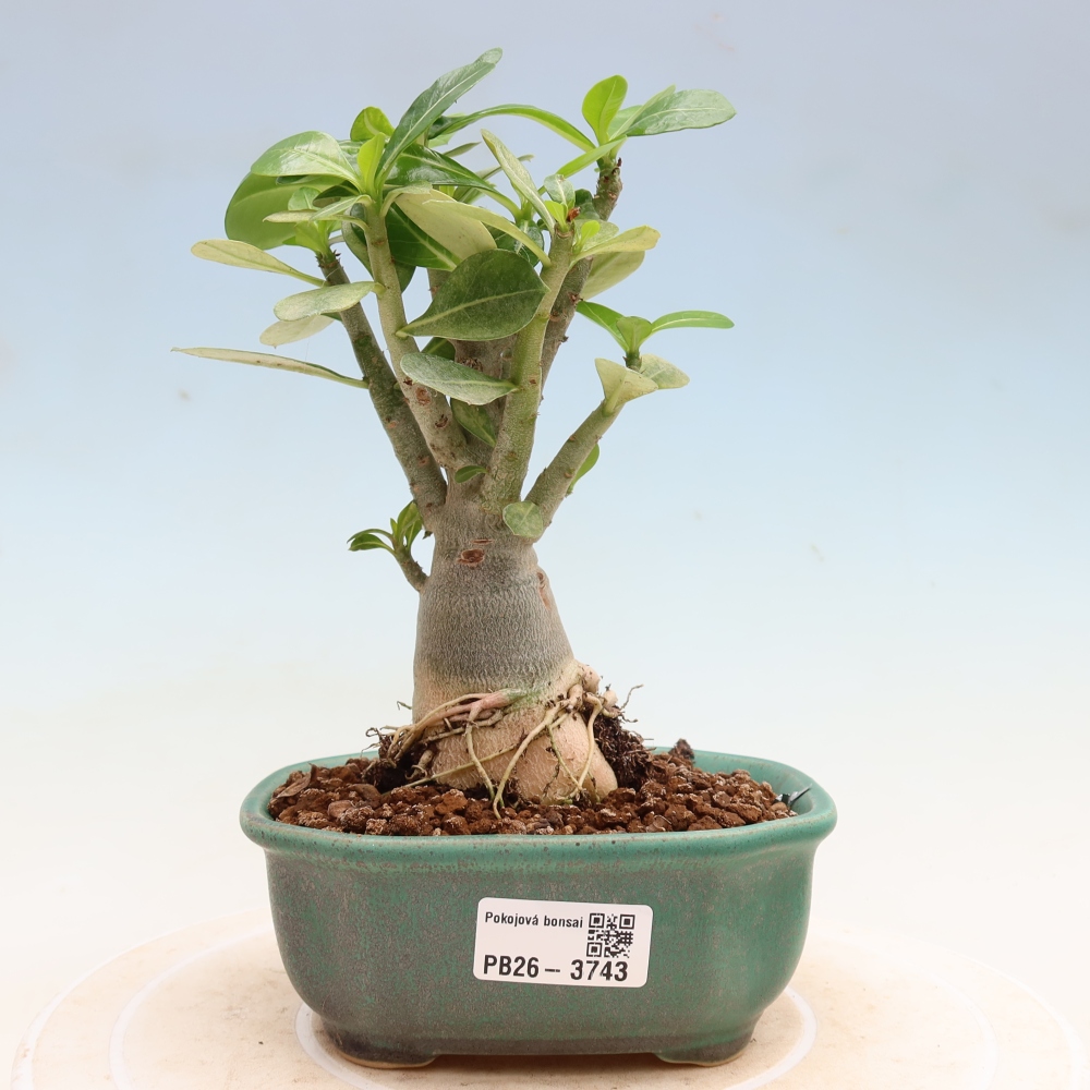 Bonsai da interno - Adenium obesum Red Star - Rosa del deserto