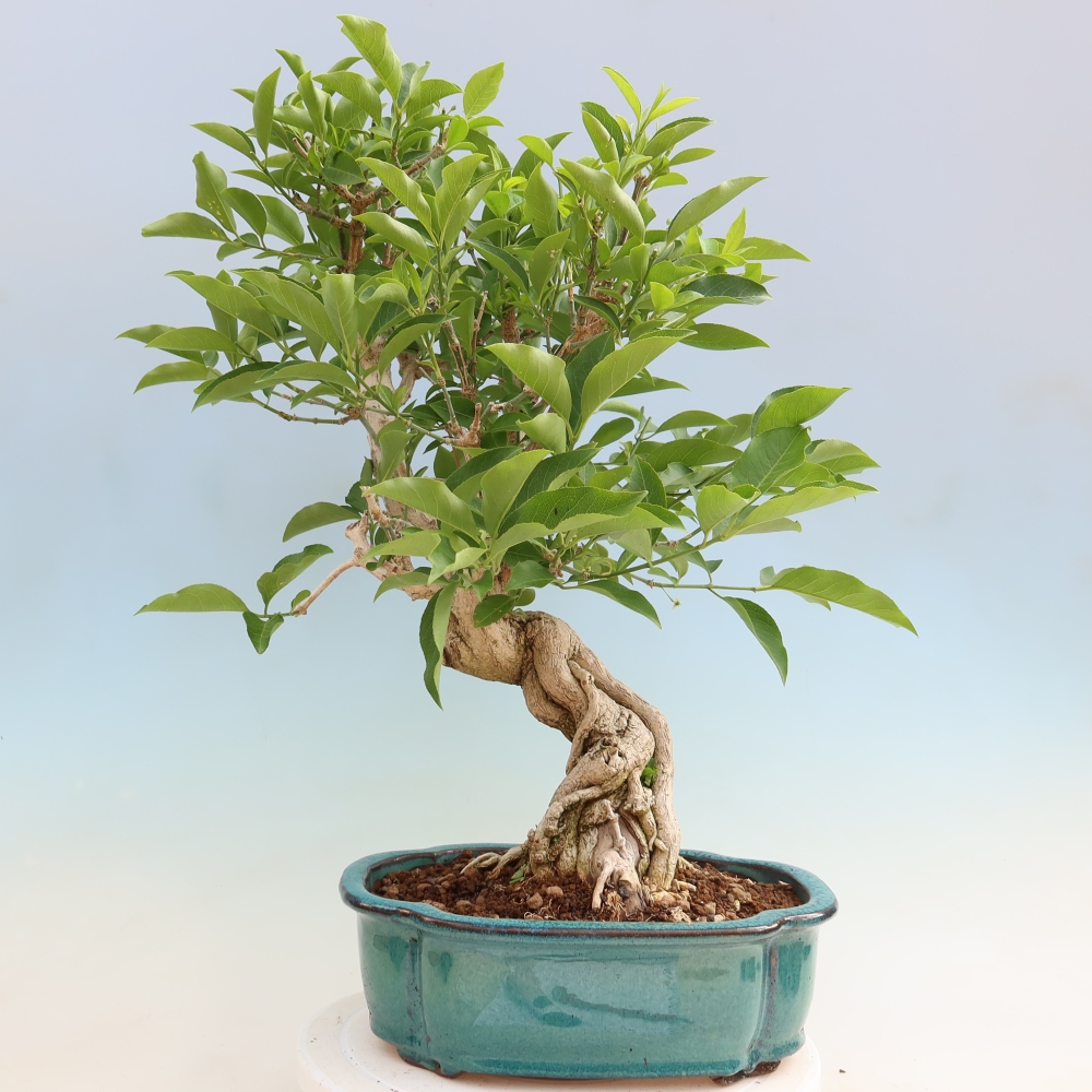 Bonsai da esterno - Olmo europeo - euonimus
