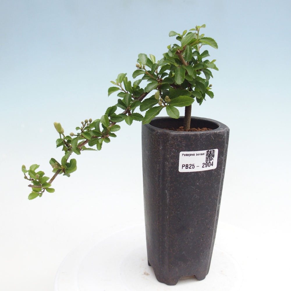 Bonsai da interno - Grewia occidentalis - Stella marina della lavanda