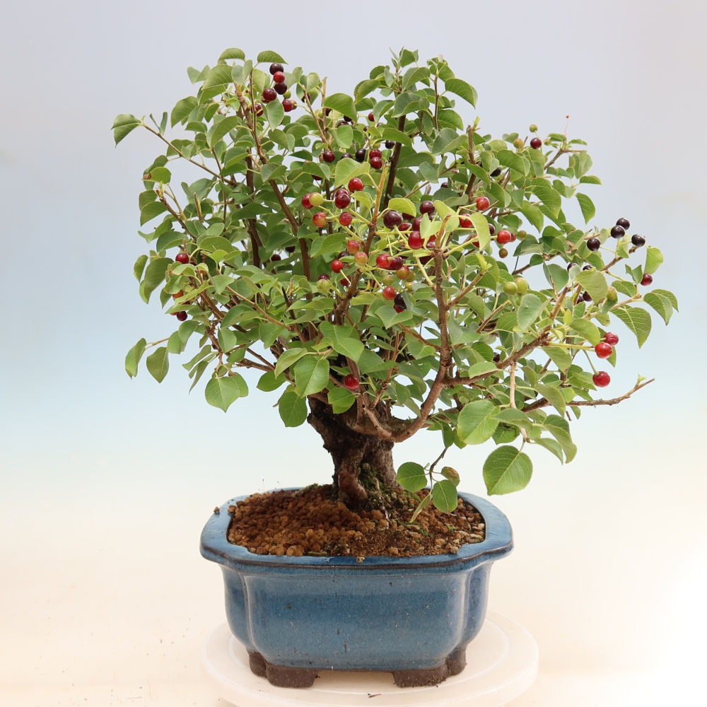 Bonsai da esterno - Mahalebka - Prunus mahaleb