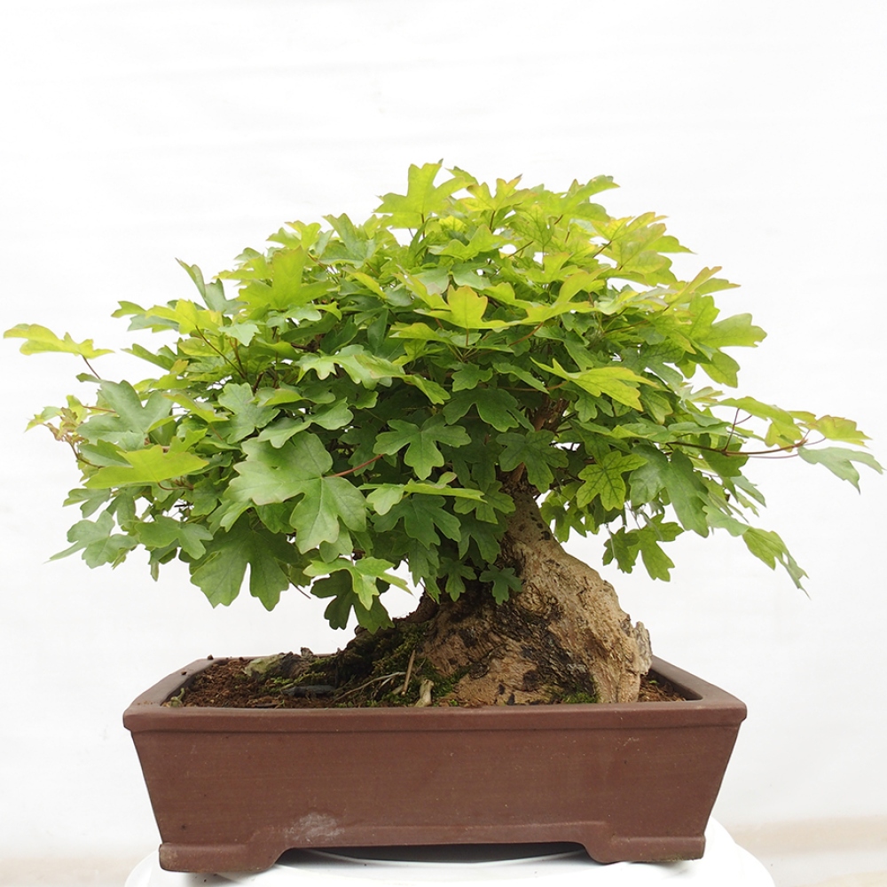 Bonsai da esterno -Javor babyka - Acer campestre