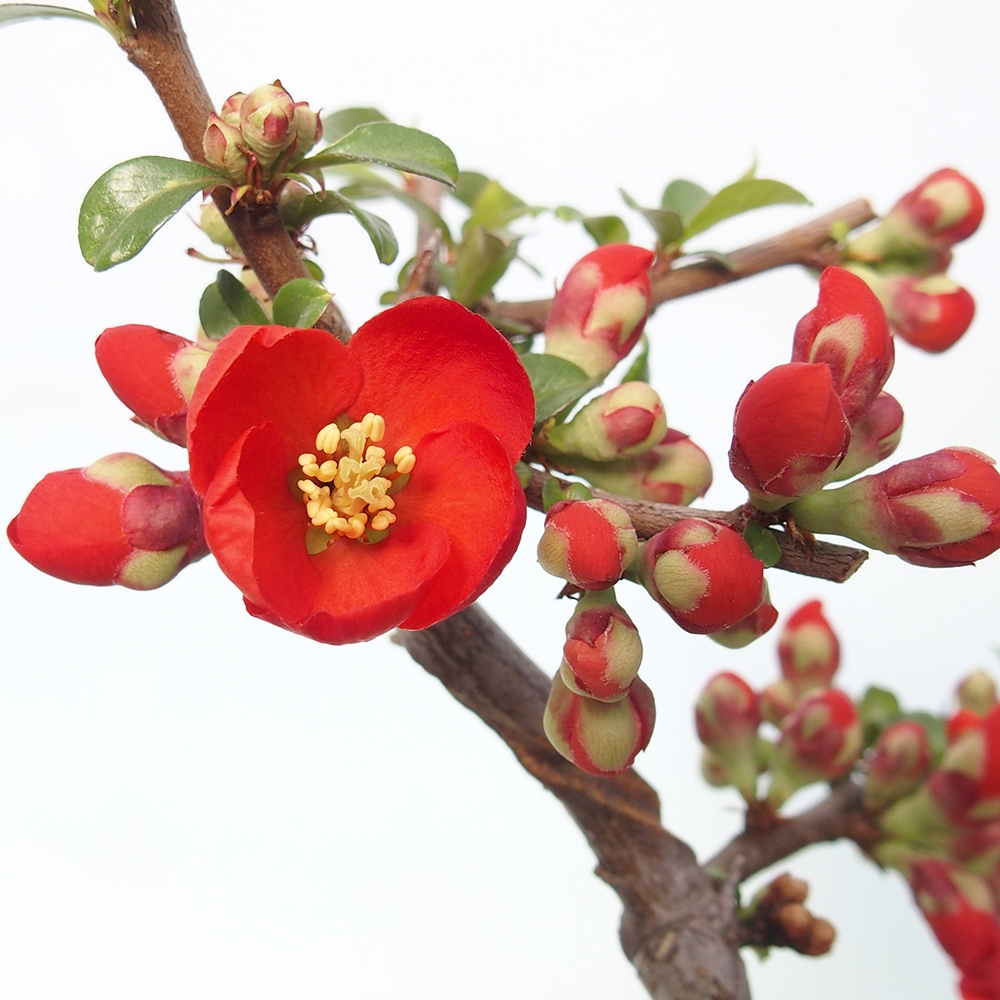 Bonsai da esterno - Chaneomeles sup. Nicoline - Cotogno