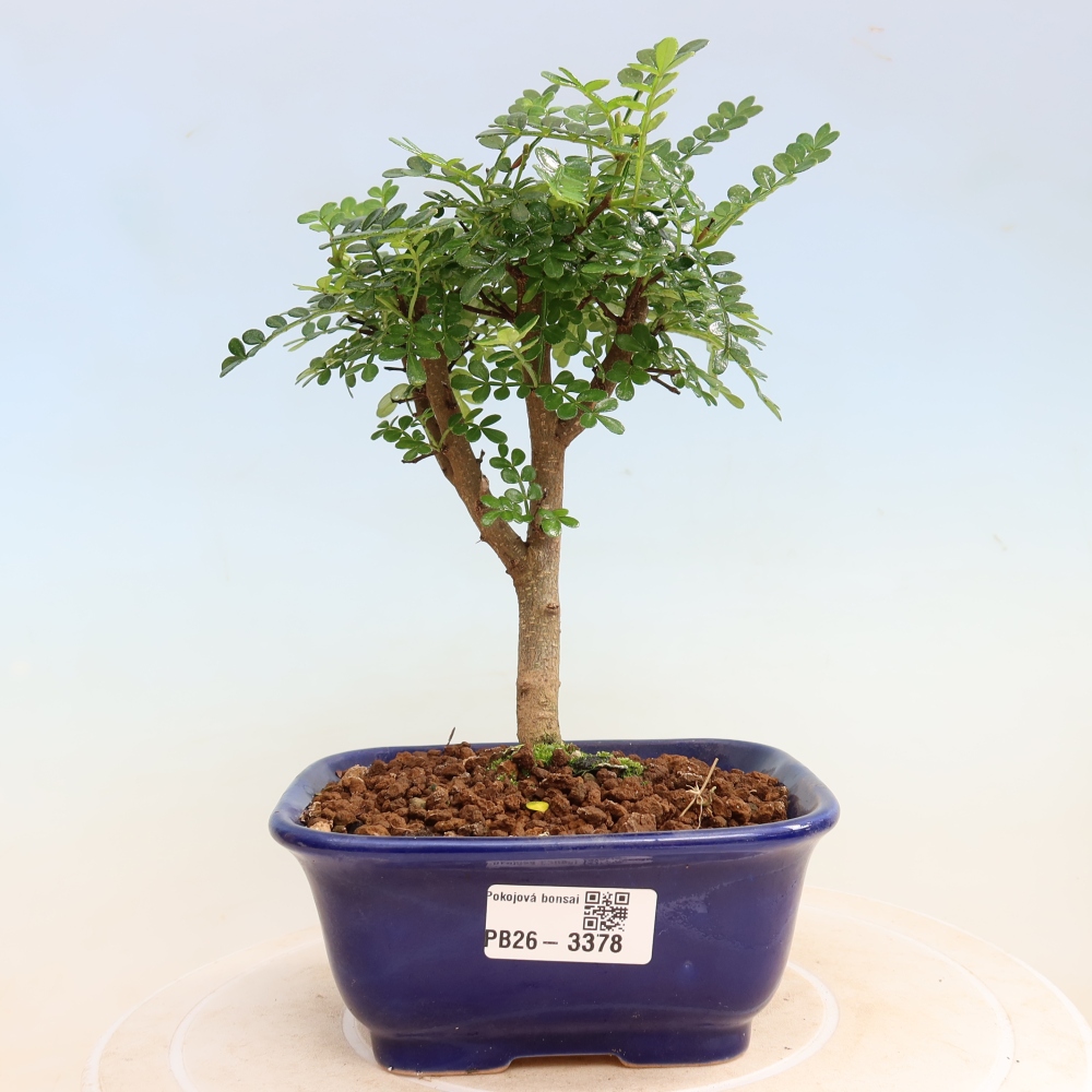 Camera bonsai - Zantoxylum piperitum - albero del pepe
