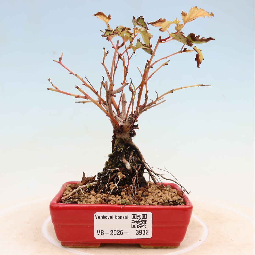 Bonsai da esterno - Stephanandra incisa - Stephanandra incisa