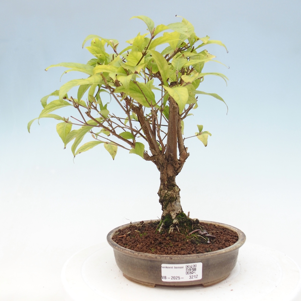 Bonsai da esterno - Callicarpa japonica