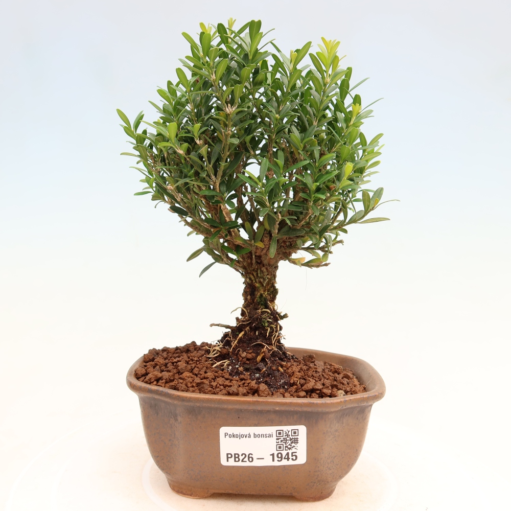 Camera bonsai - Buxus harlandii - buxus da sughero