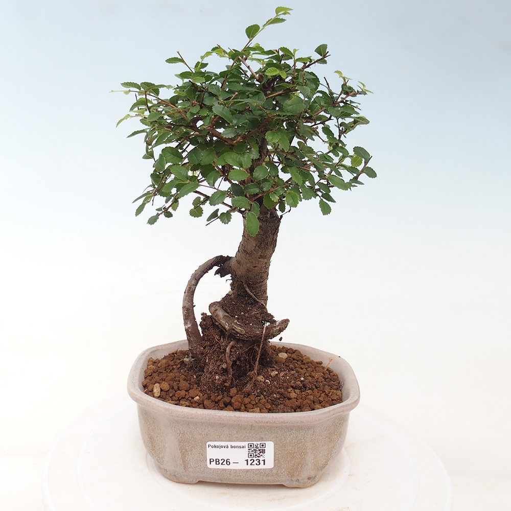 Camera bonsai - Ulmus parvifolia - Olmo a foglie piccole