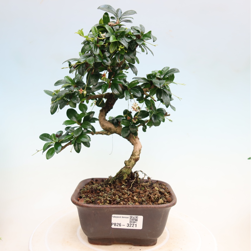 Camera bonsai - Carmona macrophylla - Tea fuki