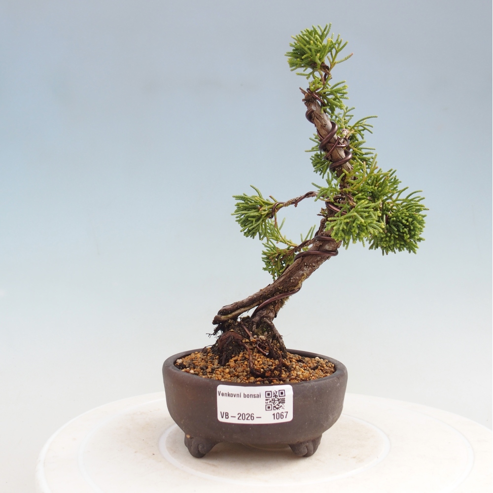 Bonsai da esterno - Juniperus chinensis Kishu