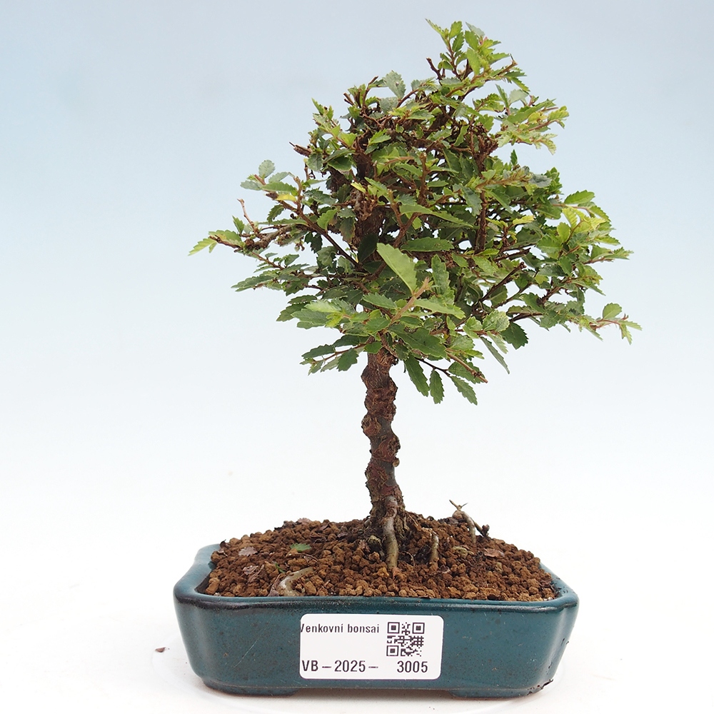 Bonsai da esterno - Ulmus parvifolia Sagei - Olmo a foglie piccole