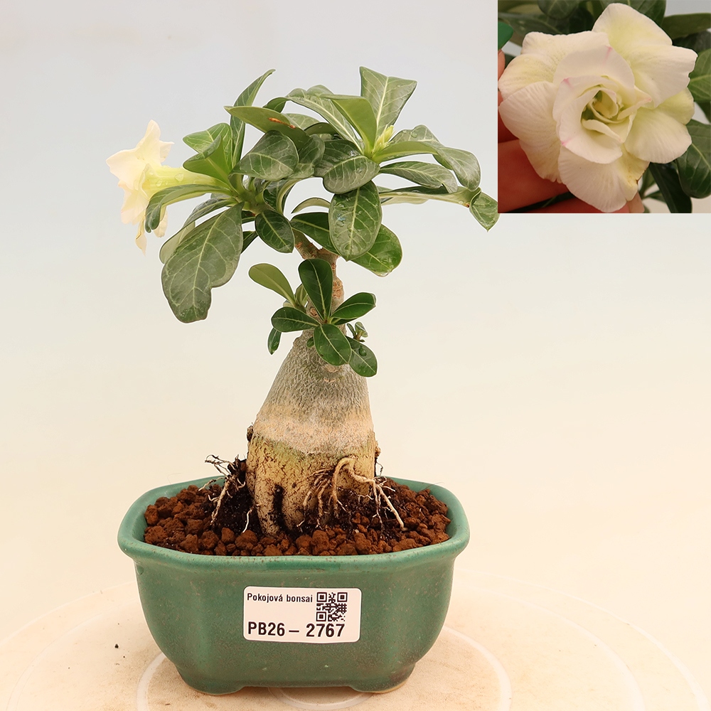 Bonsai da interno - Adenium obesum innestato V.F.S.407  - Rosa del deserto