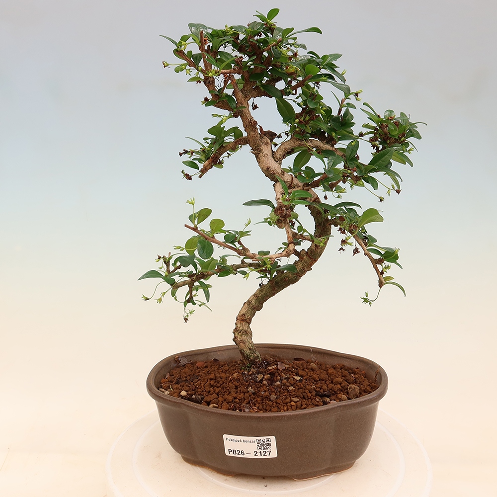Camera bonsai - Carmona macrophylla - Tea fuki