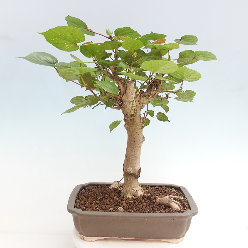 Bonsai da interno - Hibiscus tiliaceus - Ibisco marino