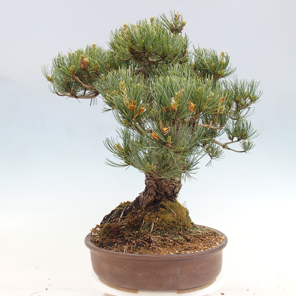 Bonsai da esterno - Pinus parviflora - Pinus parviflora