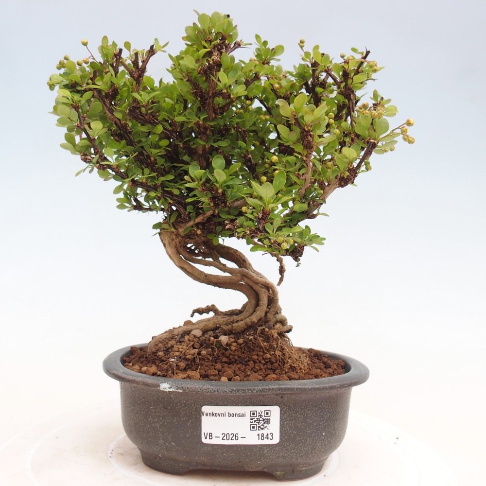 Bonsai da esterno - Berberis coreana