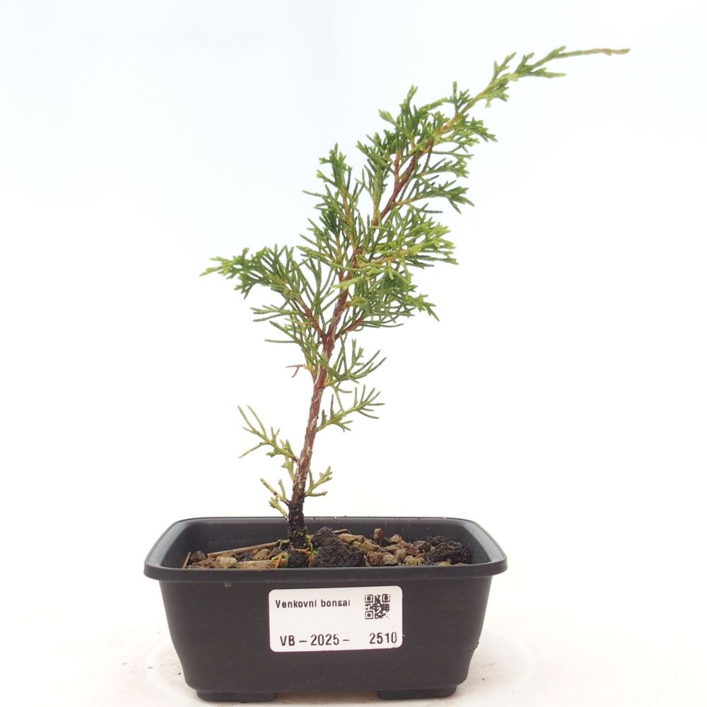 Bonsai da esterno - Juniperus chinensis Itoigawa