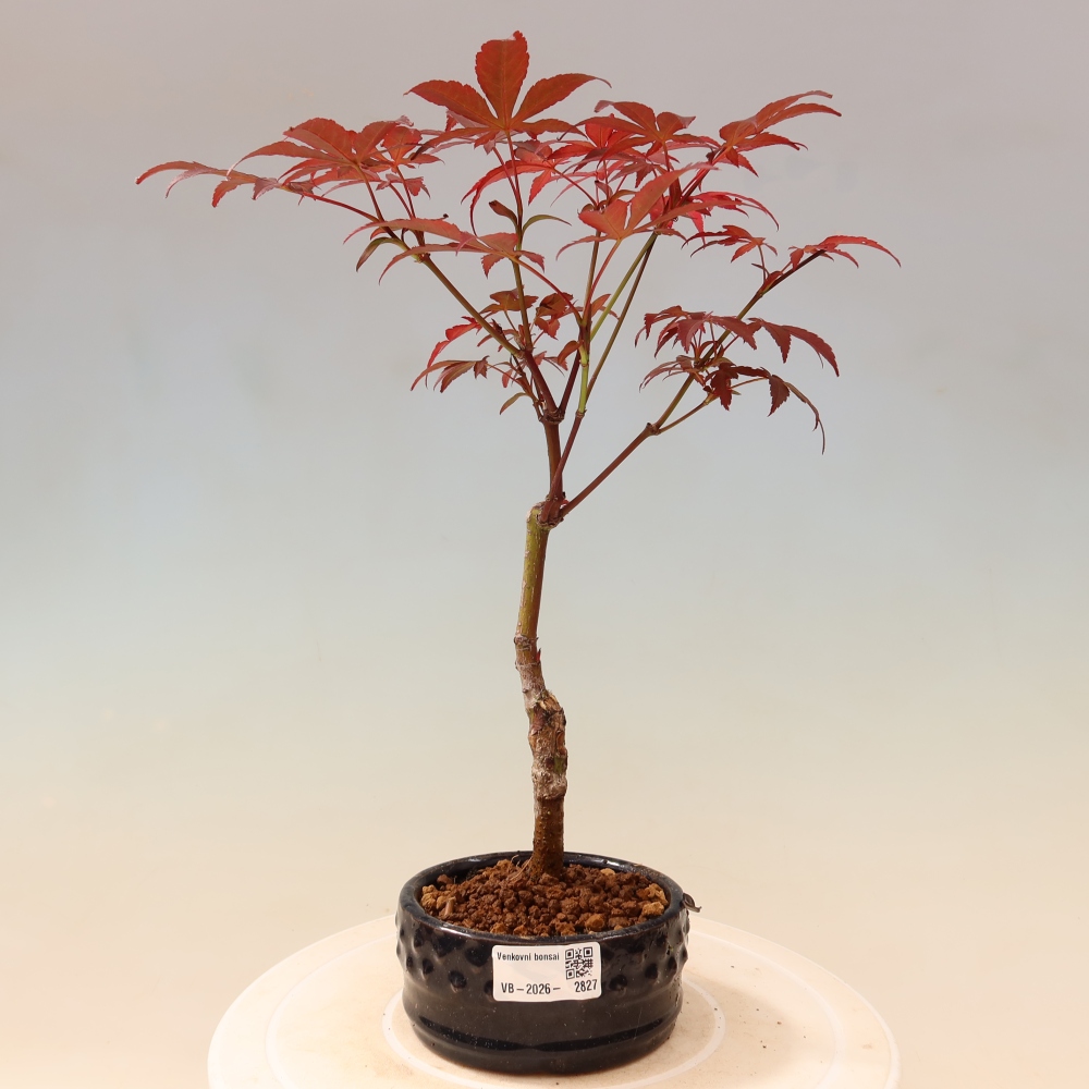 Bonsai da esterno - Palma Acer. Atropurpureum-Javor palmate