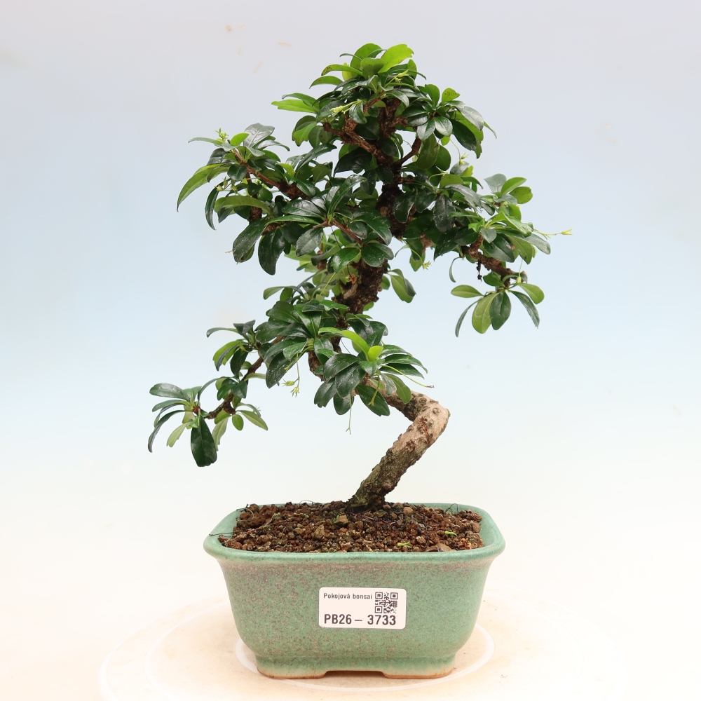 Camera bonsai - Carmona macrophylla - Tea fuki