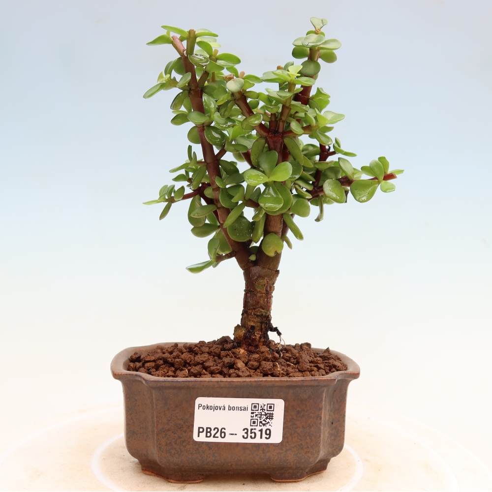 Camera bonsai - Portulakaria Afra - Tlustice
