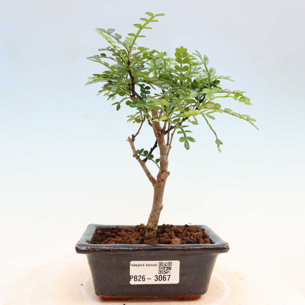 Camera bonsai - Zantoxylum piperitum - albero del pepe