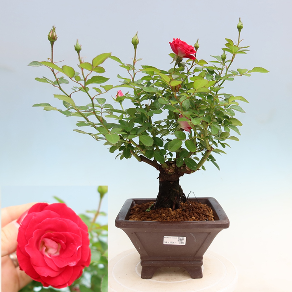 Bonsai da esterno - Rosa Kordes - rosa
