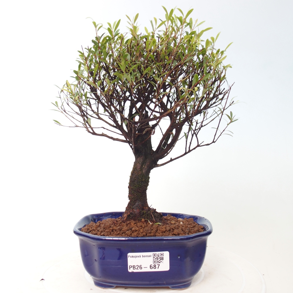 Camera bonsai - Syzygium - Pimento
