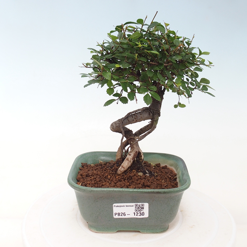 Camera bonsai - Ulmus parvifolia - Olmo a foglie piccole