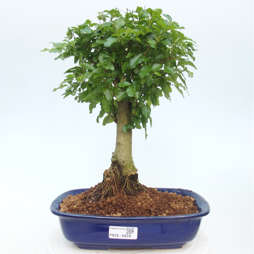 Camera bonsai -Ligustrum chinensis - Becco d'uccello
