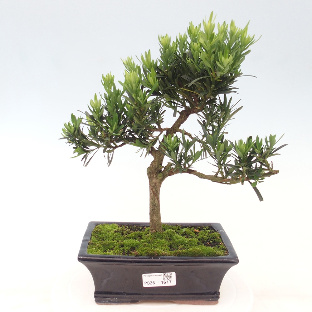 Camera bonsai - Podocarpus - Tasso delle pietre