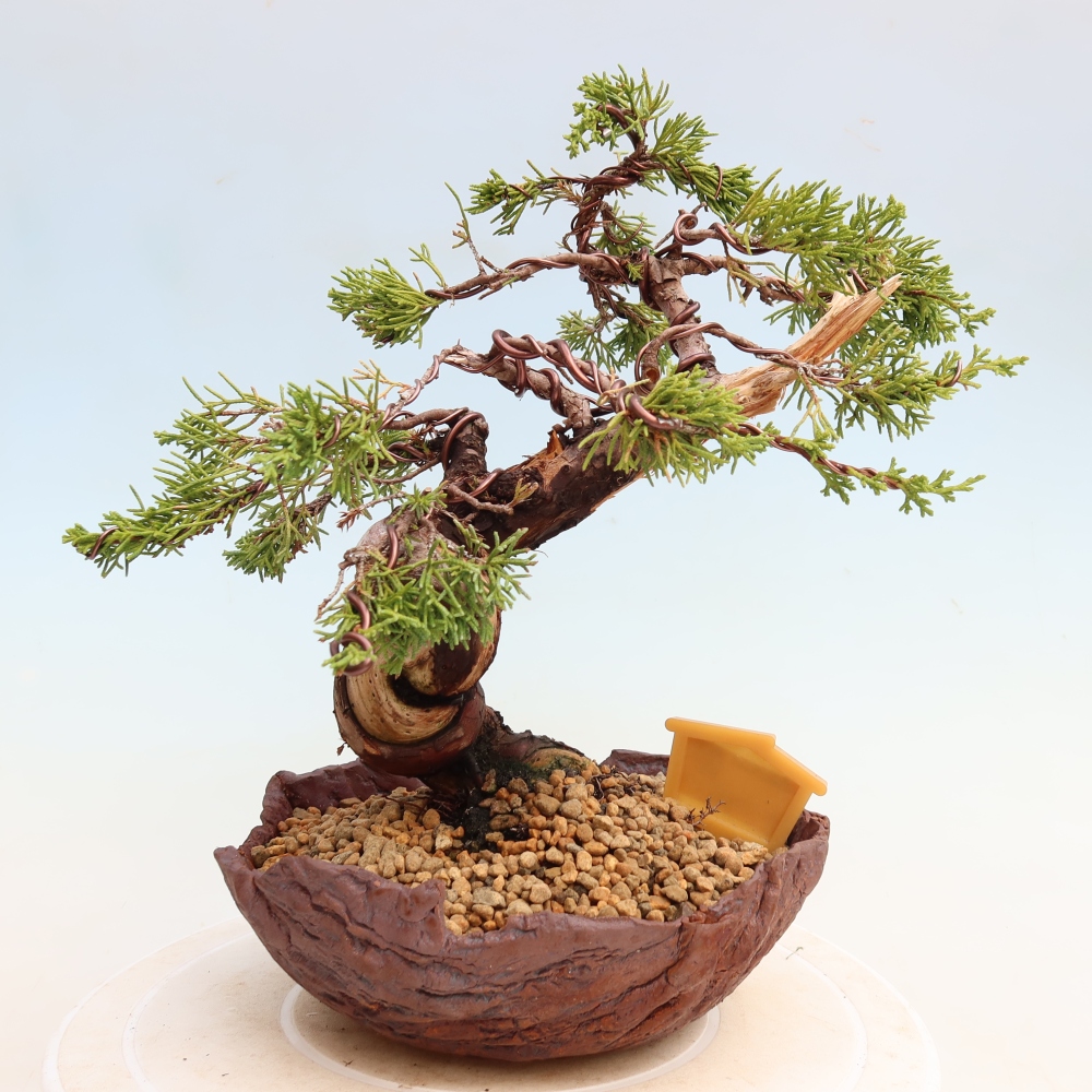 Bonsai da esterno - Juniperus chinensis Itoigawa-Juniperus chinensis